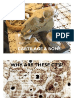 Cartilage & Bone Cartilage & Bone