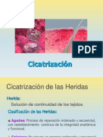 Cicatrizacion e Inflamacion