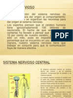 Sistema Nervioso Diapositivas