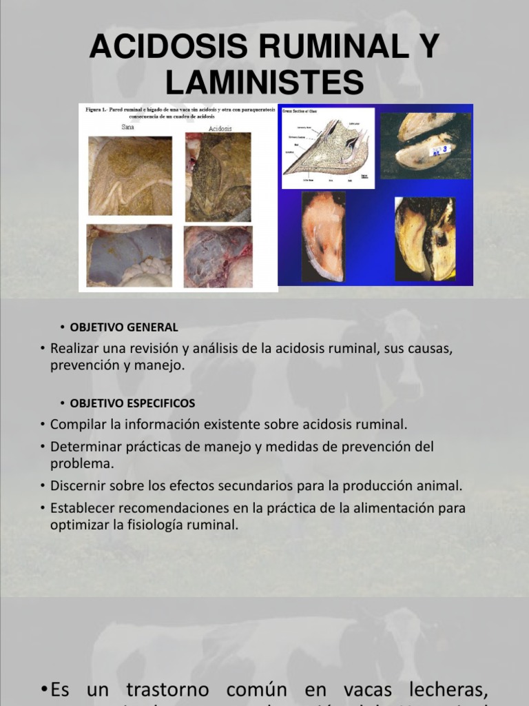 Acidosis Ruminal y Laministes | PDF | Rumiante | Vacas