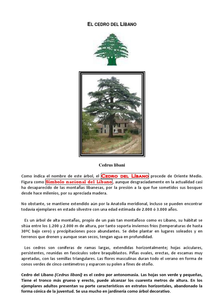 El Cedro del Líbano: Historia y Usos | PDF | Arboles | Plantas, image size:768x1024