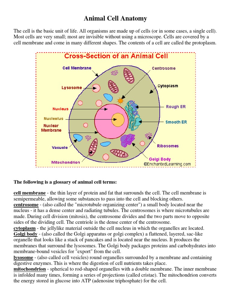 Animal Cell Anatomy | PDF | Endoplasmic Reticulum | Cell (Biology)