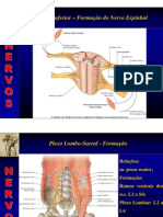 Anatomia Topografica - Membros 2