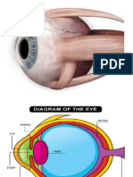 Eye Muscles