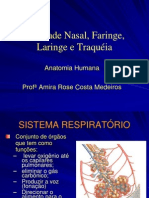 Cavidade Nasal, Faringe, Laringe e Traqueia 2