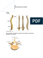 Columna Vertebral