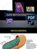 Adn Mitocondrial