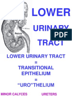 Lower: Urinary Tract