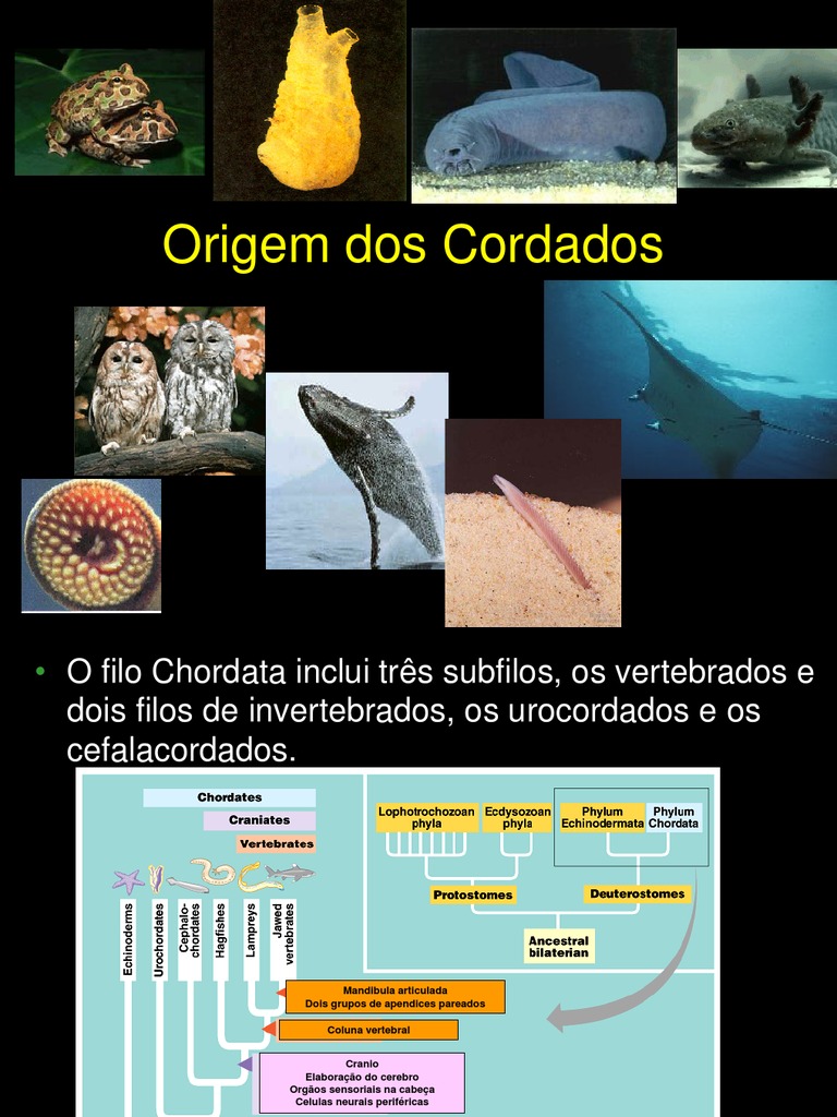 O Filo Dos Cordados Compreende 4 Subfilos
