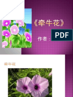 牵牛花