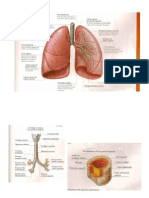 Anatomia Pulmon