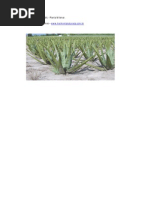 Aloe Vera Babosa
