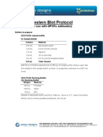 Western Blot Protocol for GPCR Antibodies