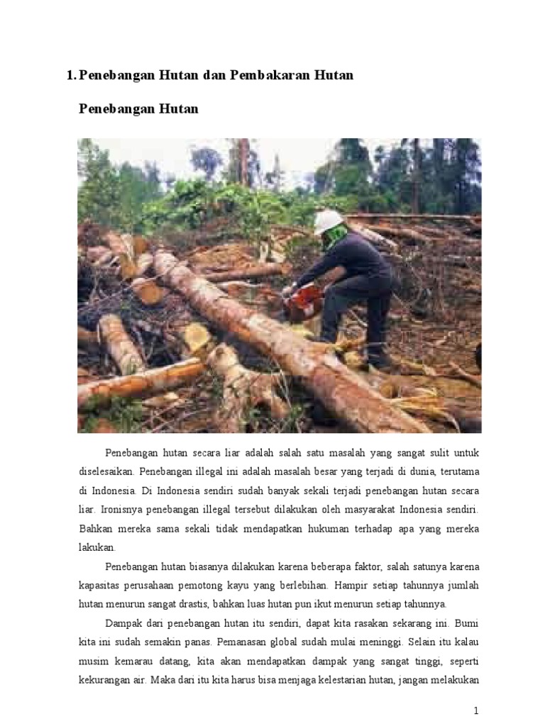 Cara Mencegah Penebangan Hutan Secara Terus Menerus Braderva Doce