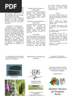 Cultura Da Berinjela