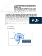 El Cerebro Humano Consta de Tres Cerebros Independientes