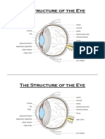 Eye Structure Ws