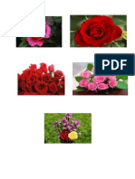 Rose Images