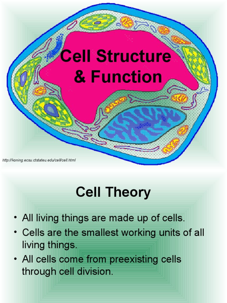 Cell Structure Function | PDF | Cell Nucleus | Cell (Biology)