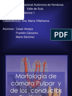 Anatomia Pulpar Endo