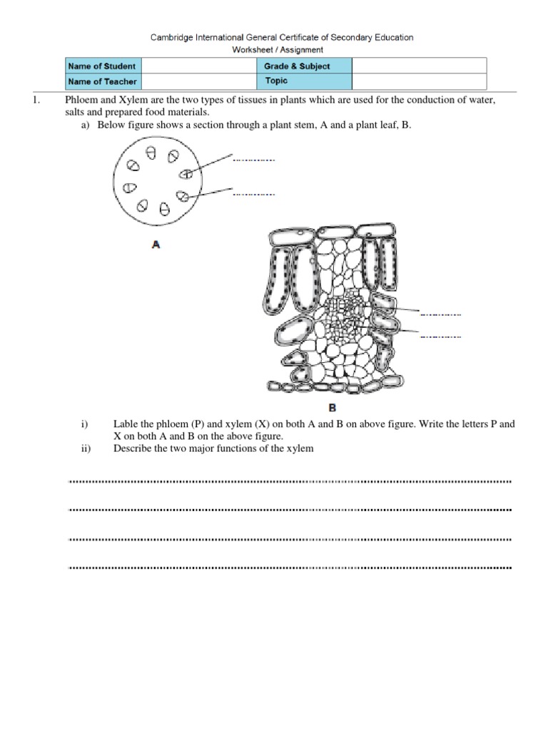 worksheet Xylem And Phloem Worksheet xylem and phloem worksheet worksheets for school pigmu transport in plants