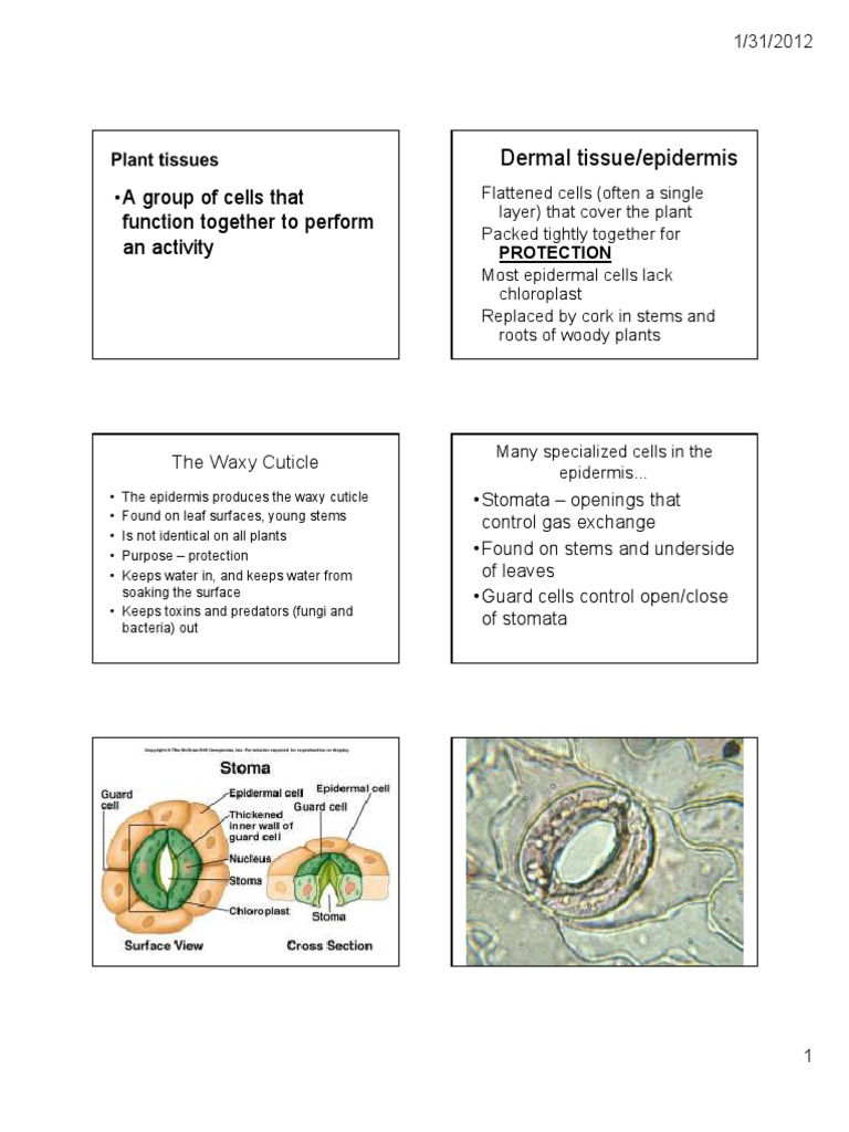 Plant Tissue Dermal Vascular-1 | PDF