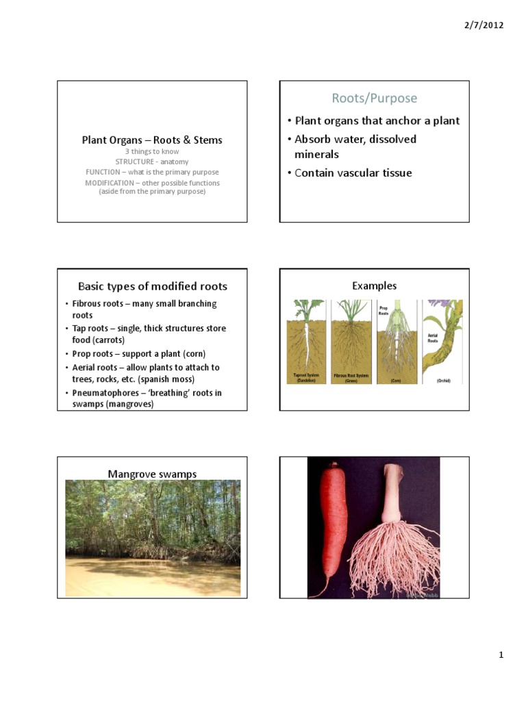 Roots Stems | PDF | Art | Science & Mathematics