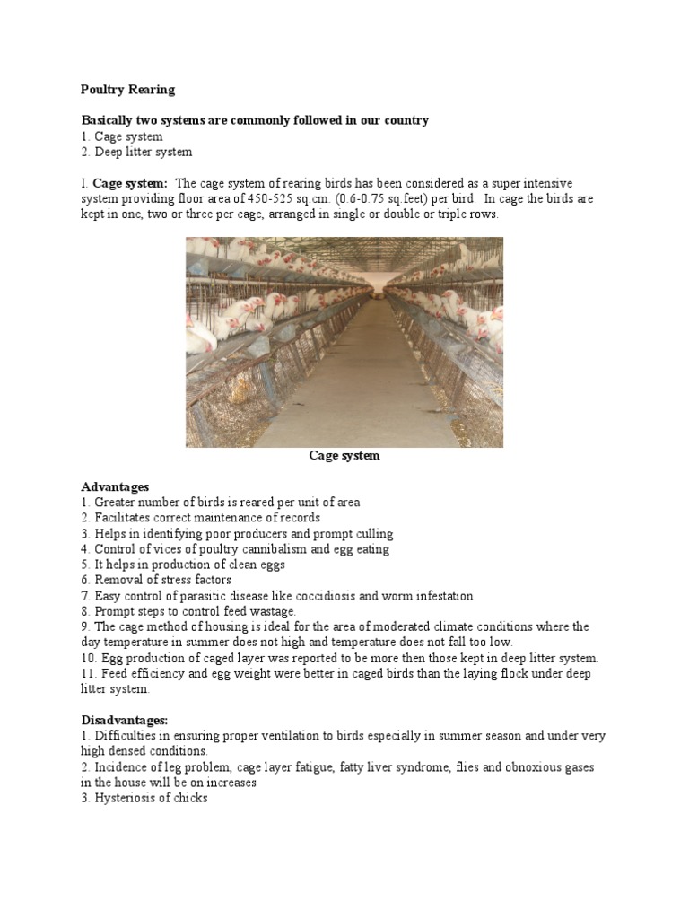 Poultry Feeding | Chicken | Poultry Farming