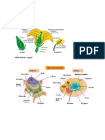 partes de la flor y de las celulas vegetal y animal.docx