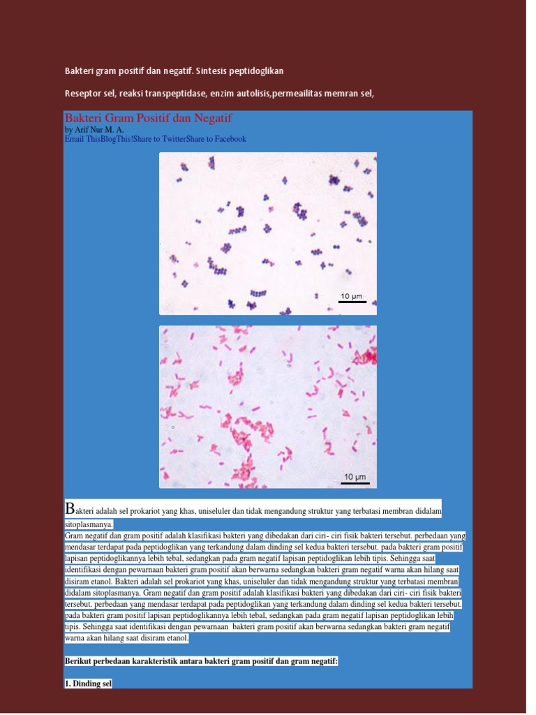 Bakteri Gram Positif Dan Negatif