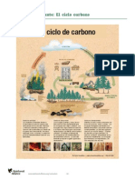 Ciclo Del Carbono