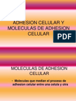 Adhesion Celular