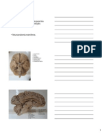 Apresentação Neuro Anato (Modo de Compatibilidade)