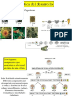 Genetica Del Desarrollo