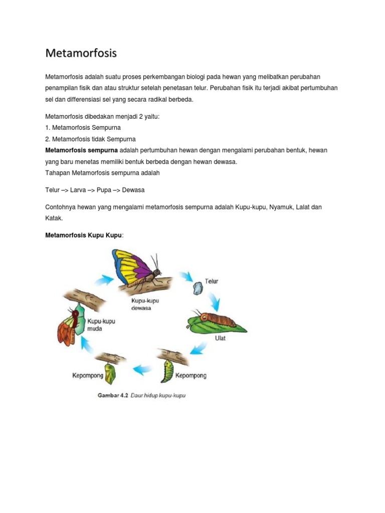 Metamorfosis Docx