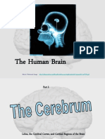 Human Brain