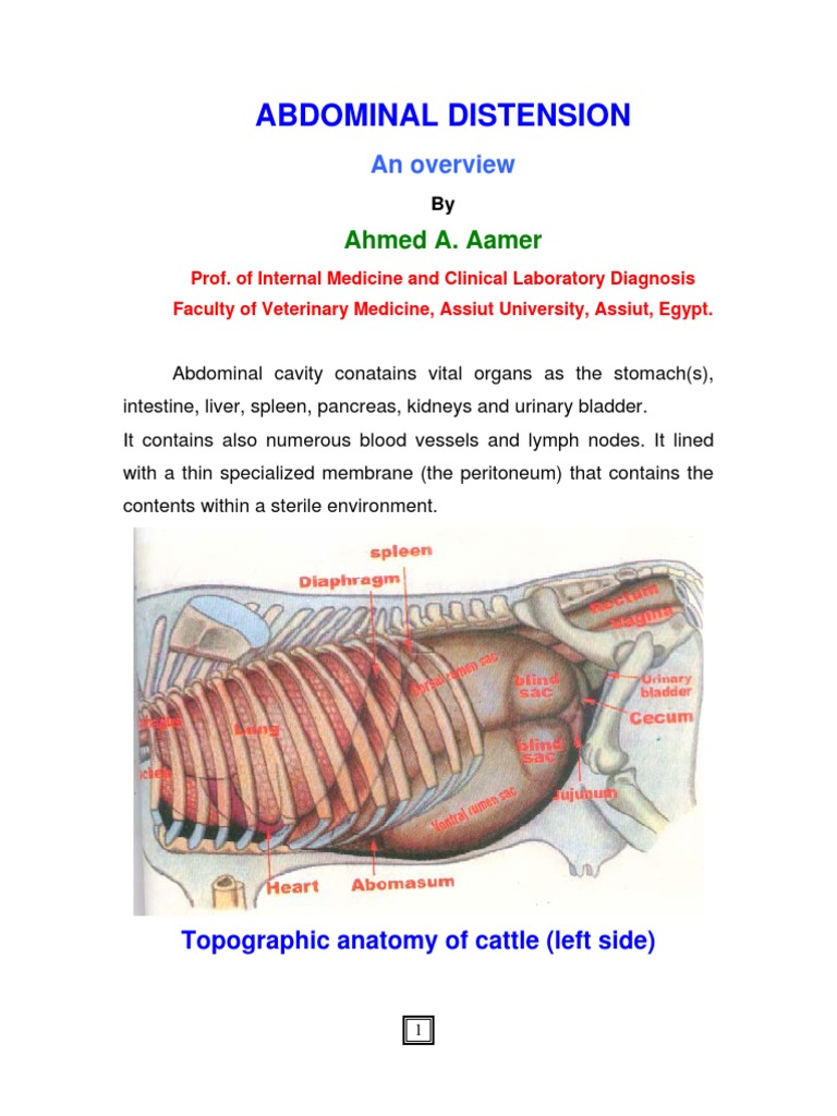 Abdominal Distension | PDF | Abdomen | Urinary System