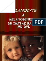 Melanocyte Melanin