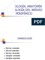 Embriología, Anatomía y Fisiología Del Nervio Periférico