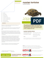 Russian Tortoise: Care Sheet