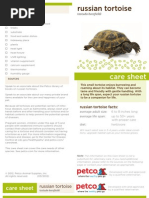 Russian Tortoise: Care Sheet