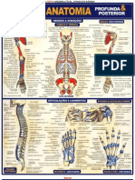 Resumão de Anatomia - Medicina 17