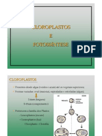 Cloroplastos e Fotossíntese