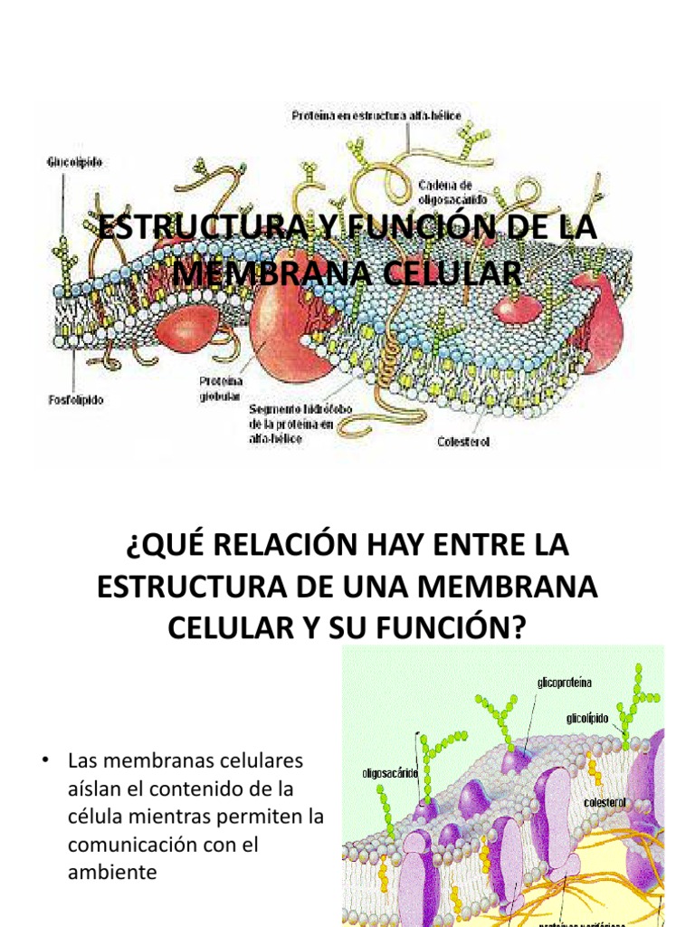 Estructura y Función de la Membrana Celular | PDF | Ciencia y matemáticas