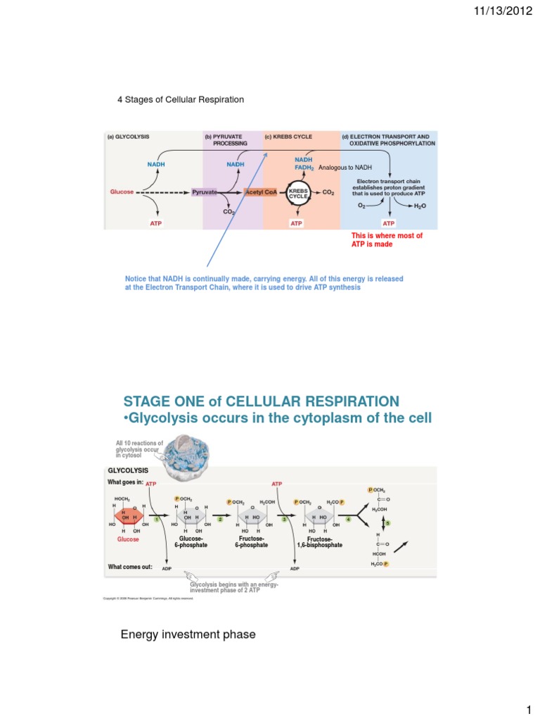 Cellular Response | PDF | Science & Mathematics