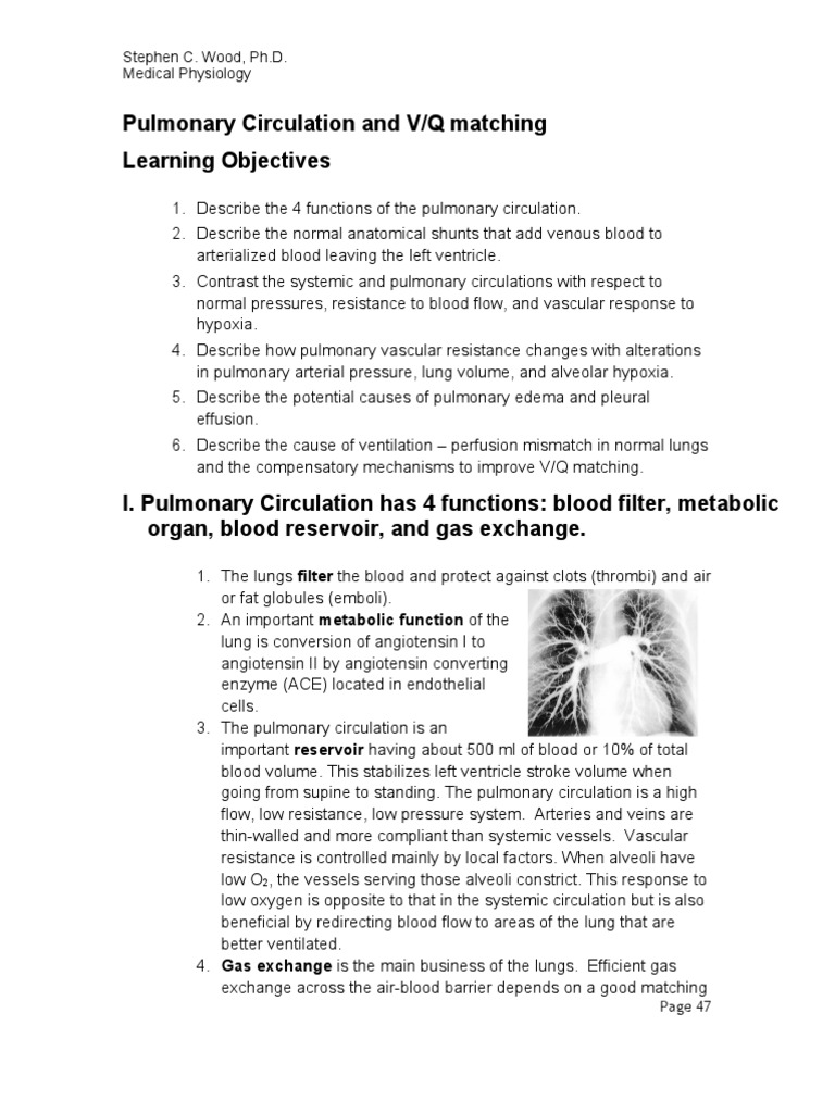 Diagram of the pulmonary circulation picture