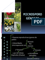 microsporogénesis (para exposición)