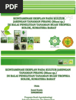 Download Powerpoint kultur jaringan PISANG by Jenni Zen SN161931257 doc pdf