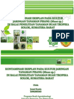 Powerpoint Kultur Jaringan PISANG