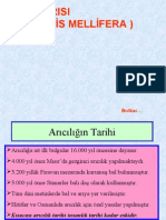 Arı